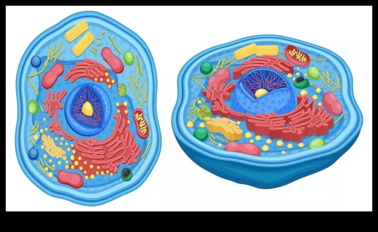 Protein Sentezi ve Yüksek Proteinli Diyetlerin Arkasındaki Bilim